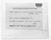 Uromyces reticulatus image